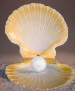 Shells In The Sand 08