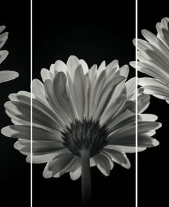 Vintage Macros 01