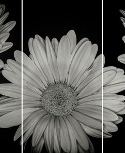 Vintage Macros 02