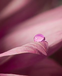 Macro Drops 01