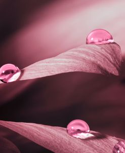 Macro Drops 02