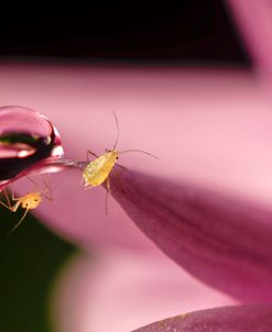 Macro Drops 03