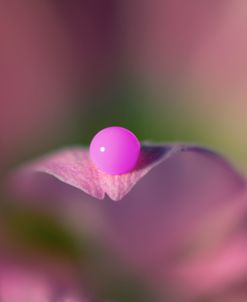 Macro Drops 04