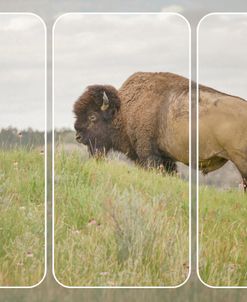 Dakota Prairie 02