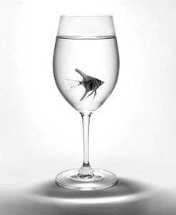 Fish In A Glass