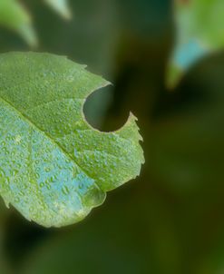 Close Up To Nature 05