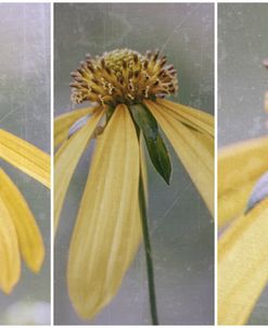 Close Up To Nature 02