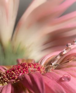 Close Up To Nature 03