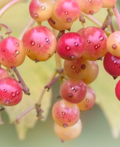 Close Up To Nature 15