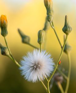 Close Up To Nature 16