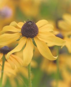 Close Up To Nature 12