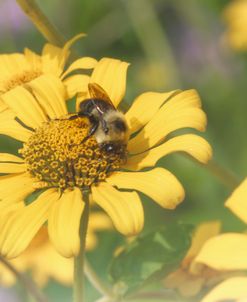 Close Up To Nature 13