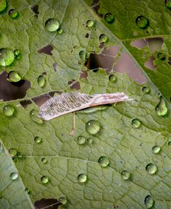 Close Up To Nature 14