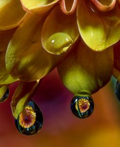 Flowers Of Autumn 04