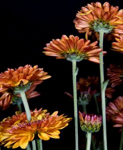 Flowers Of Autumn 05