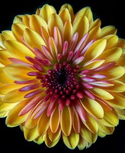 Flowers Of Autumn 08