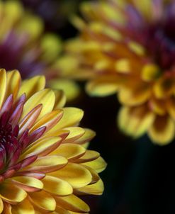 Flowers Of Autumn 01