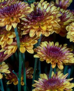 Flowers Of Autumn 02