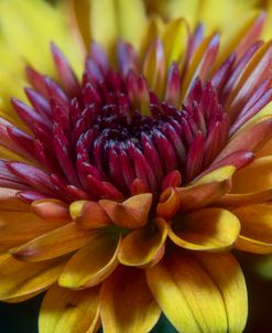 Flowers Of Autumn 03