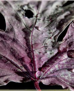 Vintage Autumn 02