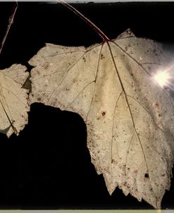 Vintage Autumn 04