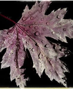 Vintage Autumn 05