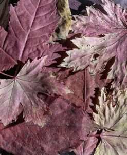 Vintage Autumn 06