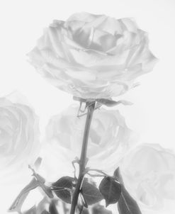 Rose Black and White 04