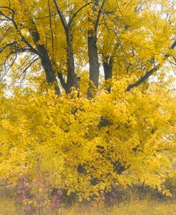 Autumn on the Red 43