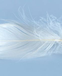 Feathers 1