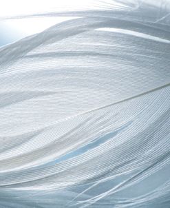 Feathers 2