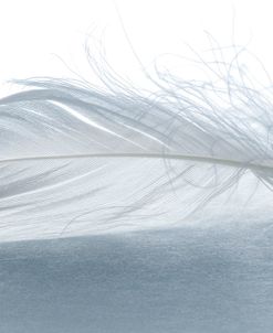 Feathers 3