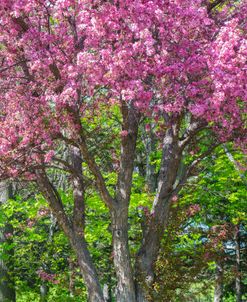 Spring On The Red 3