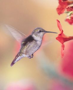 Springtime Hummingbird