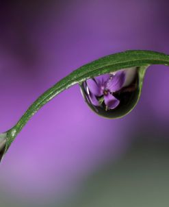Spring on the Red 13