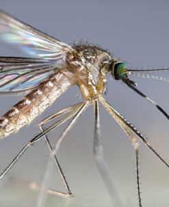 Bugs 06
