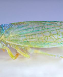 Bugs 01