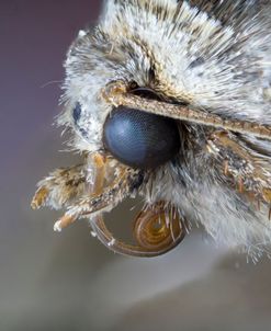 Bugs 02