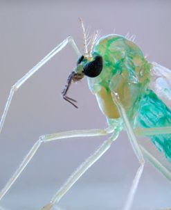 Bugs 03