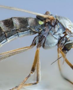 Bugs 04
