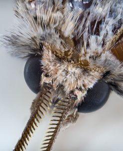 Bugs 08