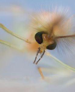 Bugs 17