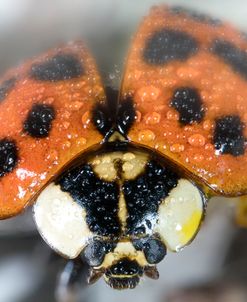 Bugs 18