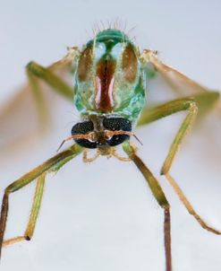 Bugs 19