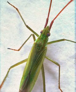 Bugs 20