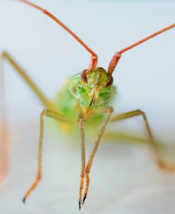 Bugs 21