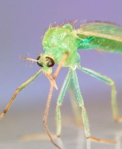 Bugs 13