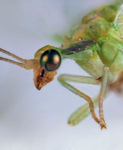 Bugs 14
