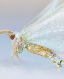 Bugs 15