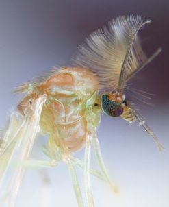 Bugs 16